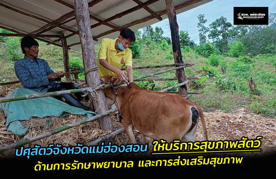 ปศุสัตว์จังหวัดแม่ฮ่องสอน ให้บริการสุขภาพสัตว์ ด้านการรักษาพยาบาล …