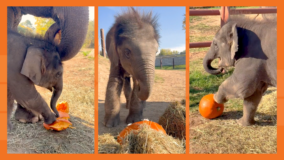 Elephant twins have a smashing ‘gourd’ time gearing up for zoo’s post-Halloween squash fest