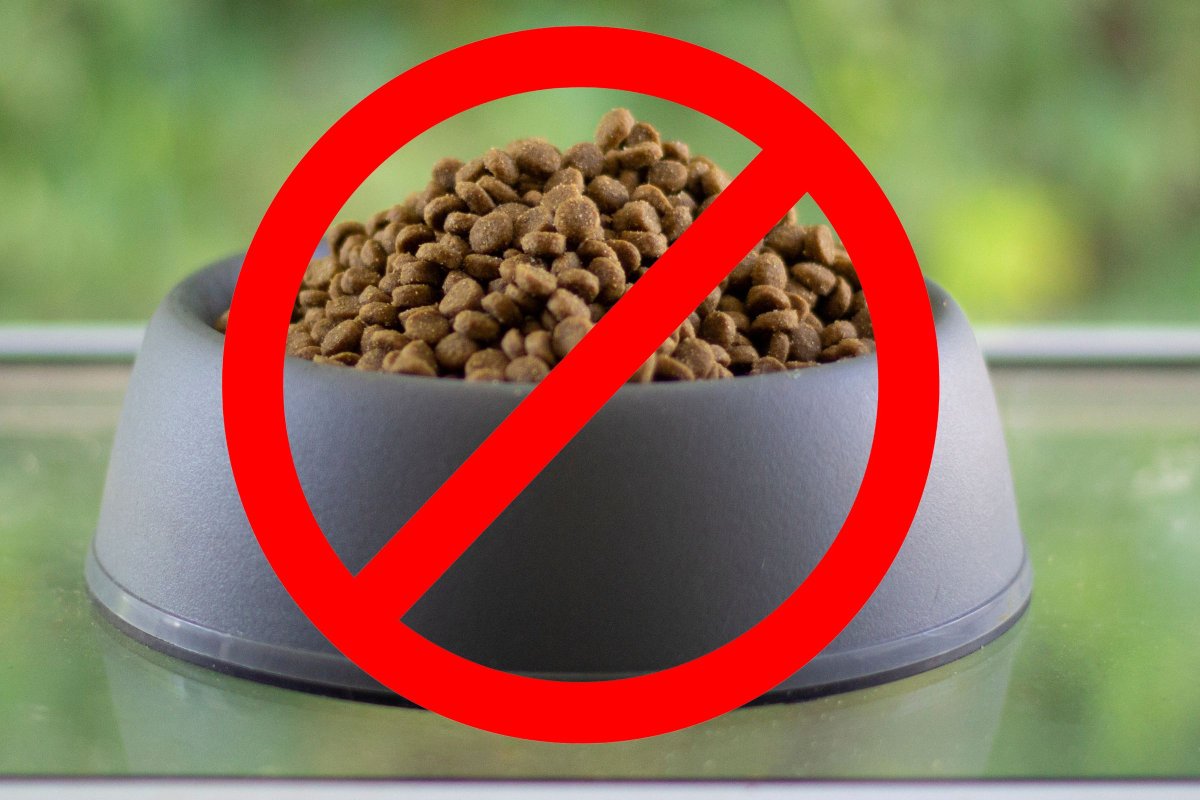 FDA warns pet owners after dog food recalled over salmonella risk