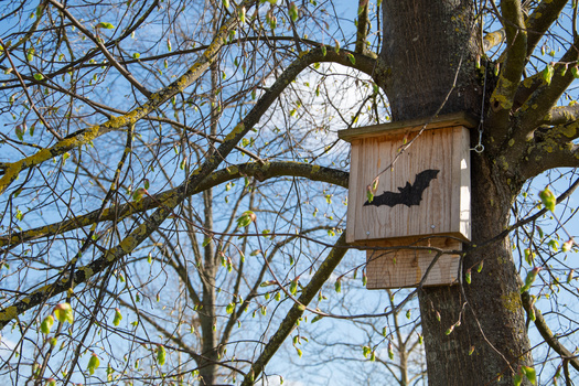 Wildlife advocates: Bats provide $50 billion worth of natural pest control