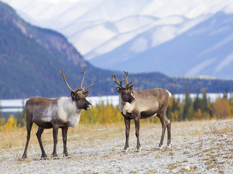 Climate change impacts on wildlife can vary by biological sex