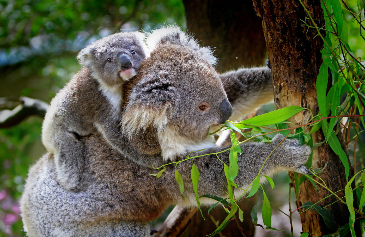 Australian Conservation Pushes for Urgent Enviro Law Reform