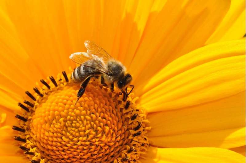 Australasia’s hidden pollination crisis could threaten biodiversity and food security