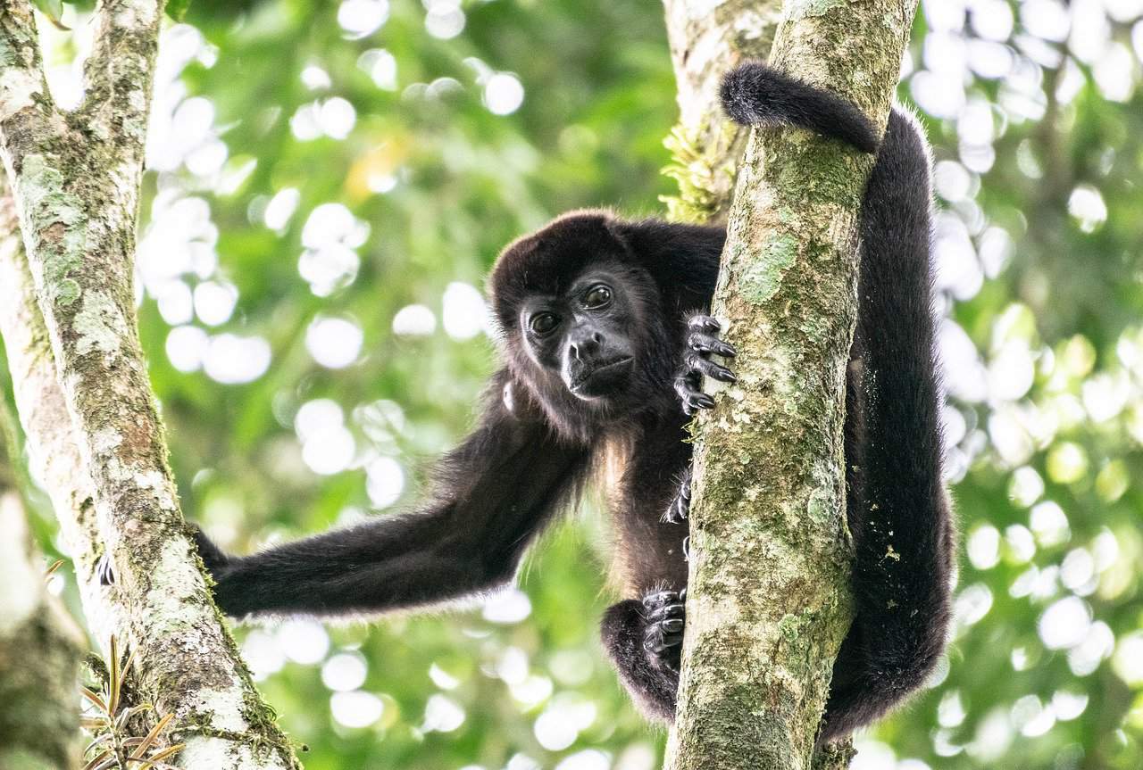 Costa Rica Funds Wildlife Crossings to Protect Monkeys