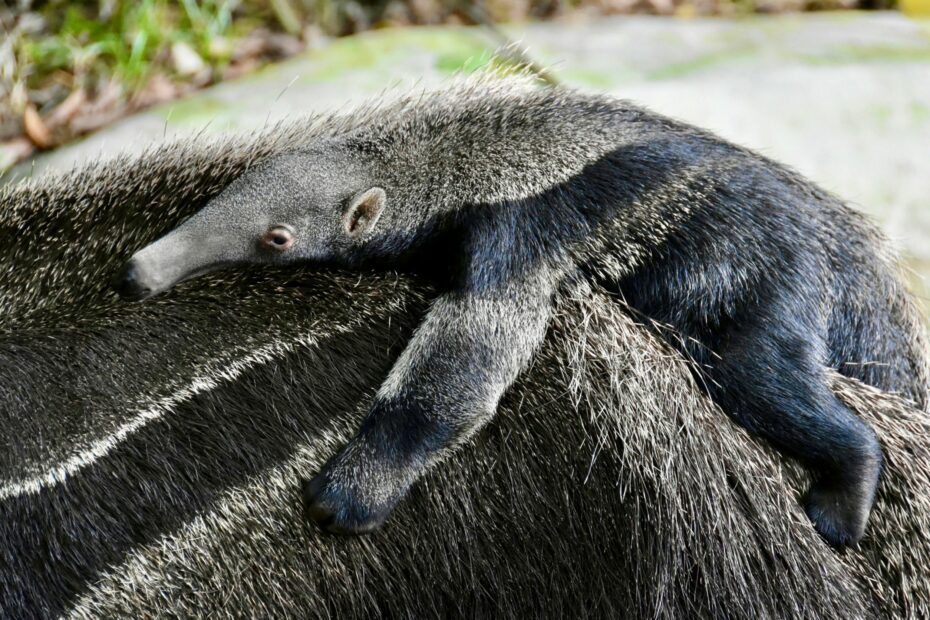 สวนสัตว์เปิดเขาเขียว อวดโฉมความน่ารัก สมาชิกใหม่ ‘ลูกตัวกินมดยักษ์’