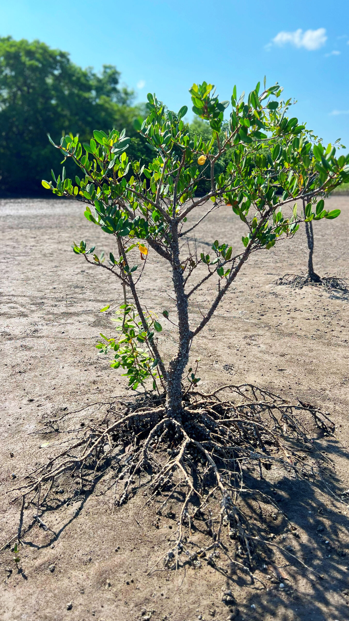 Honduras Takes Key Steps in Ocean and Coastal Conservation