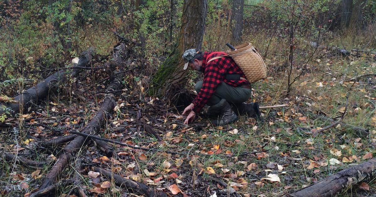 Regulated trapping plays an important role in wildlife management in Idaho | Idaho Fish and Game