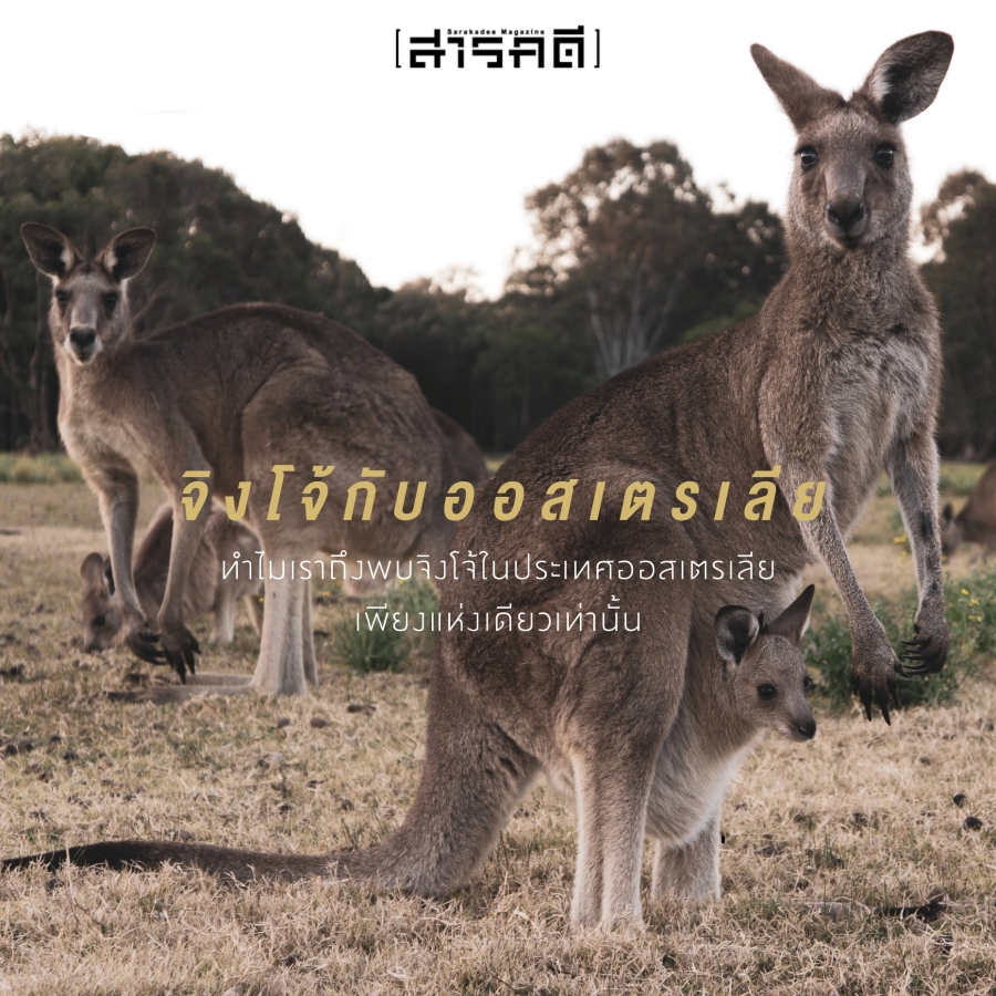 marsupials จิงโจ้กับออสเตรเลีย