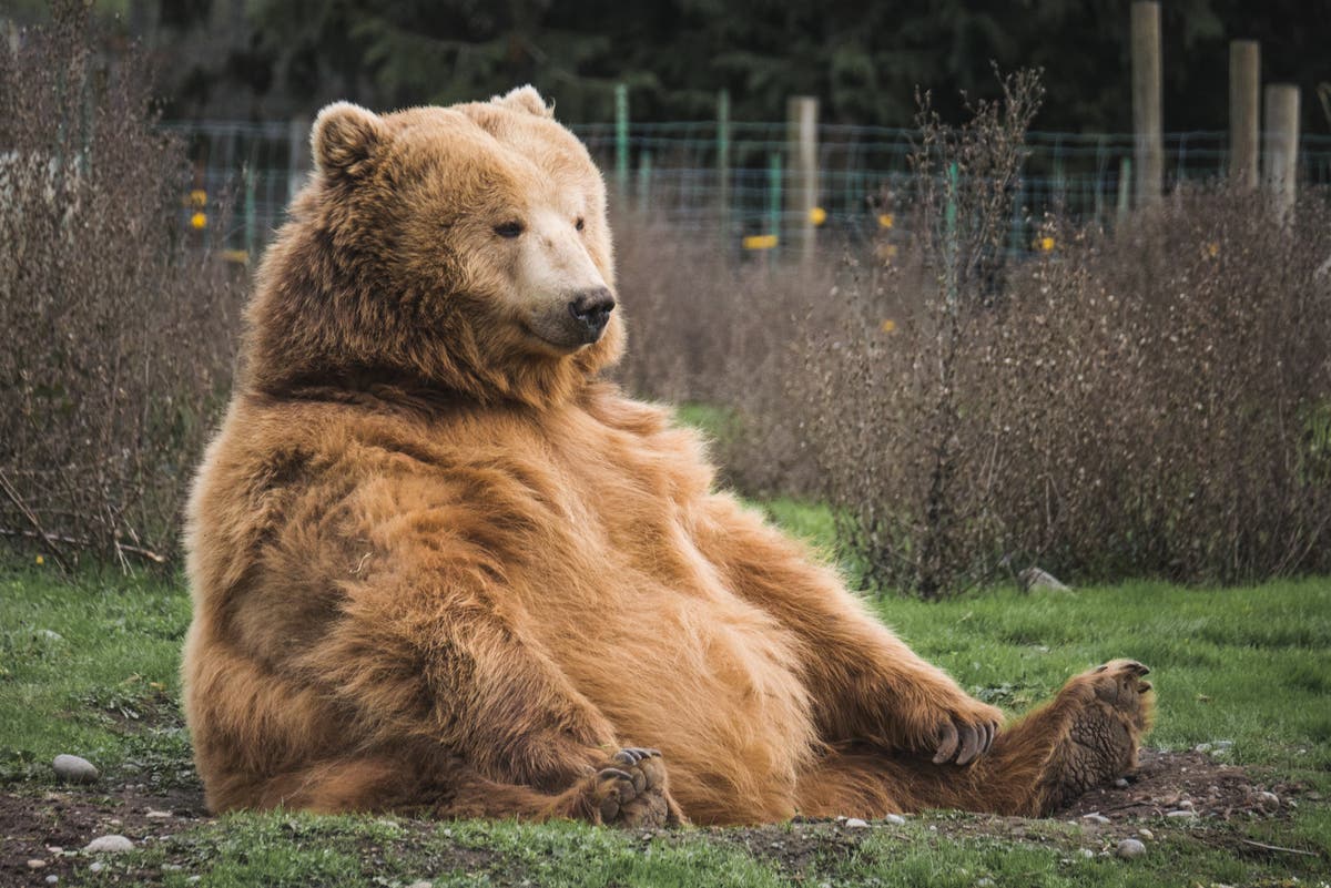 Why it’s time to embrace Fat Bear winter