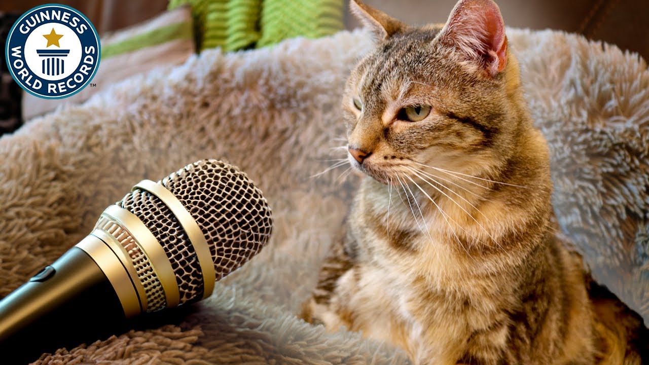 ‘She likes to be loud with television’: Bella the cat breaks record for loudest purr