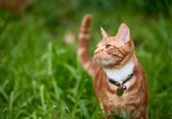 How Free-Roaming Cats Impact Wildlife, Disease Transmission