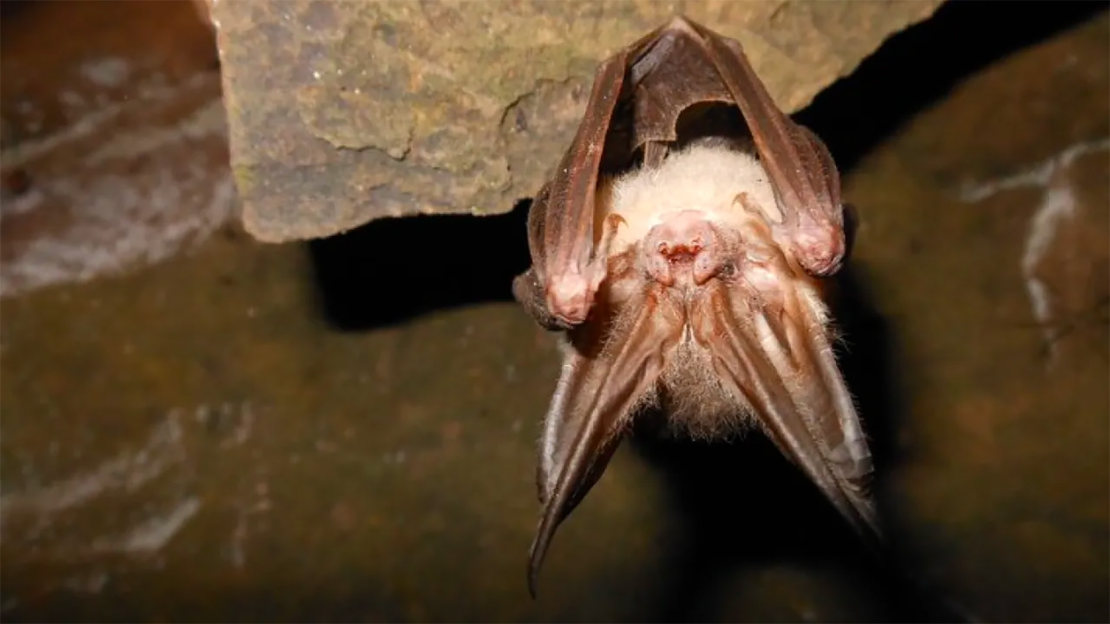 The Ozark big-eared bat needs our help