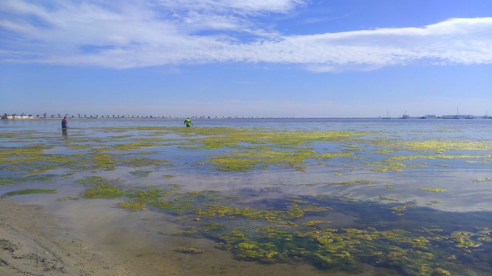 Mar Menor: cleaning Europe’s largest saltwater lagoon