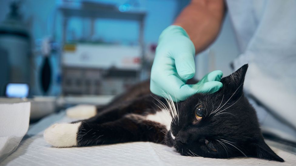 The acute suicide crisis among veterinarians: ‘You’re always going to be failing somebody’