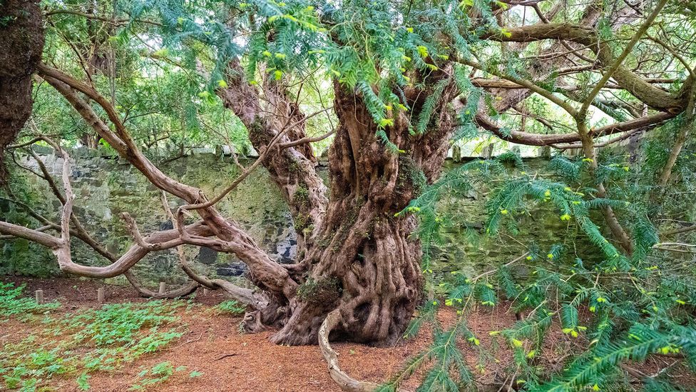 In search of the Old Ones: Where to find the world’s longest-lived trees