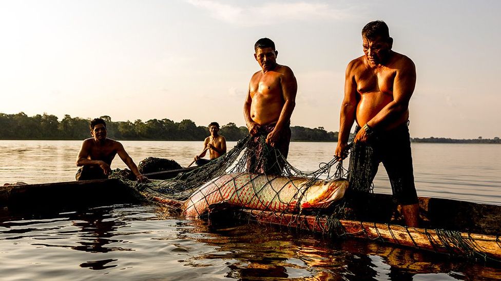 The Amazon’s colossal prehistoric fish