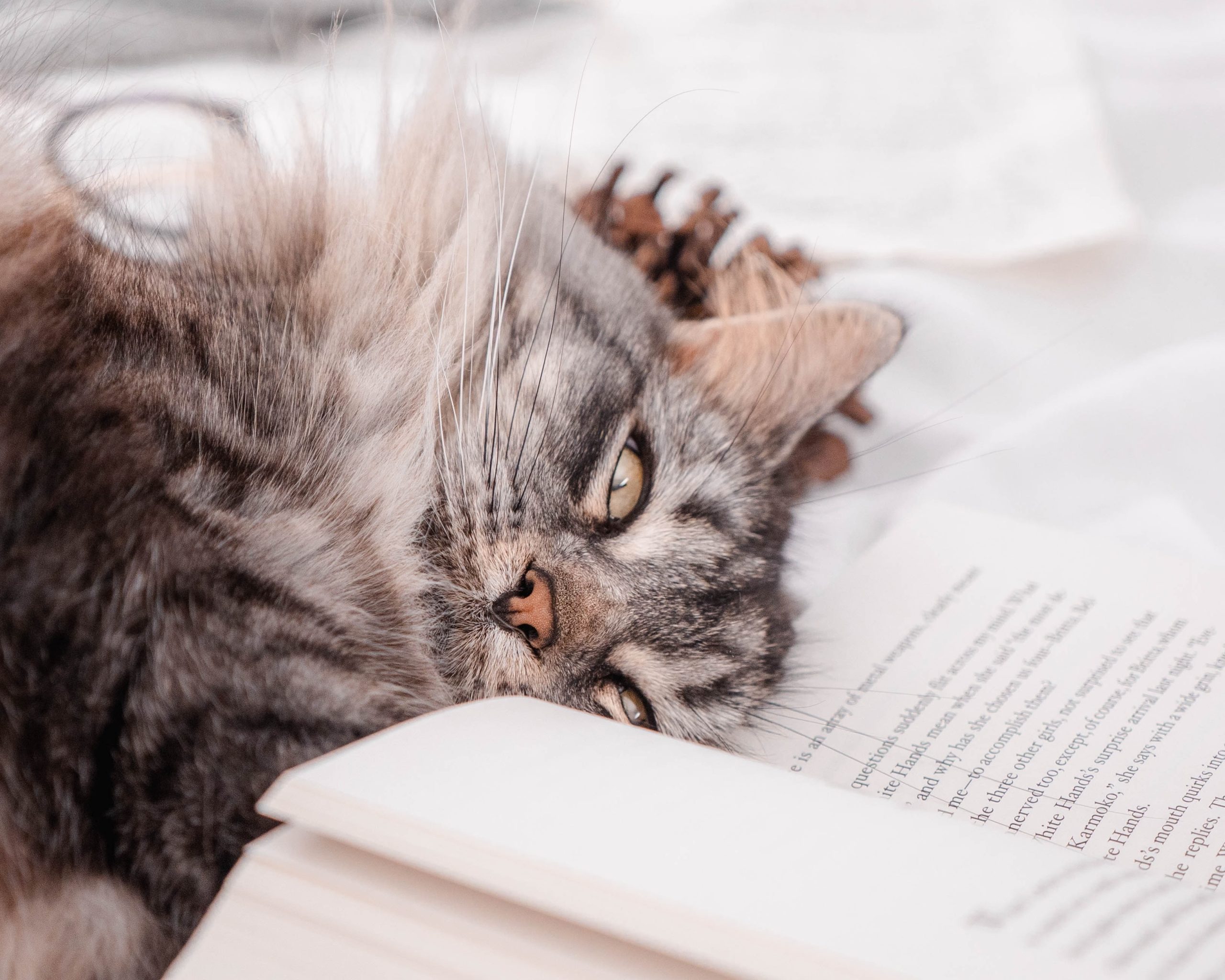 7 Stories for Every Kind of Cat Person