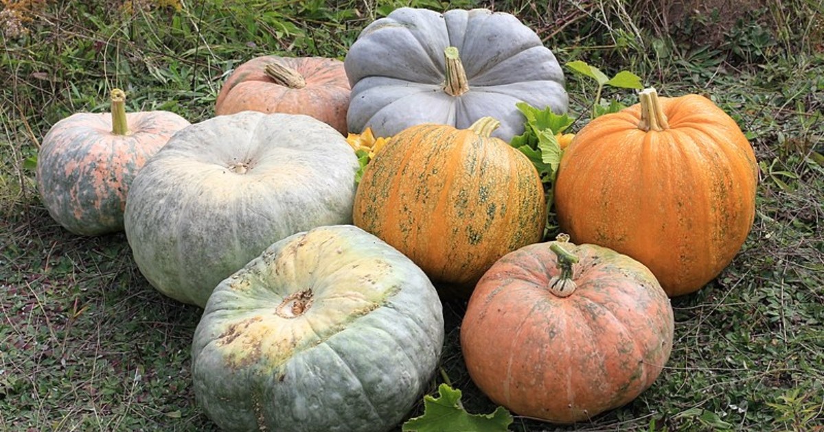 Experts warn against ‘recycling’ Halloween pumpkins in woodlands