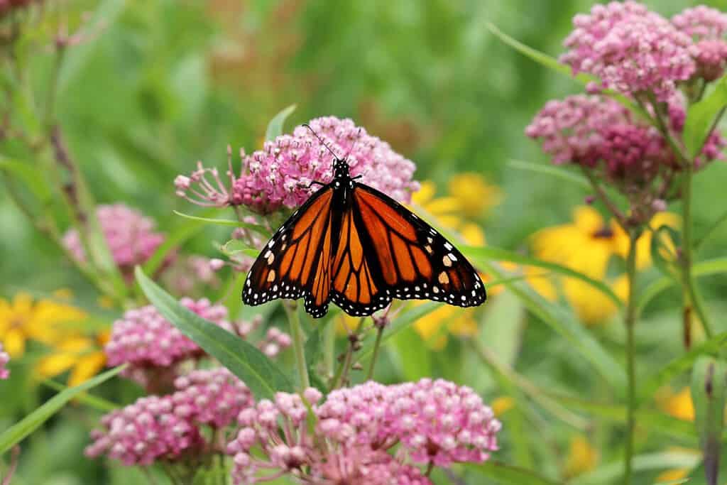 Creating a Wildlife-Friendly Garden: Tips for Planning and Designing