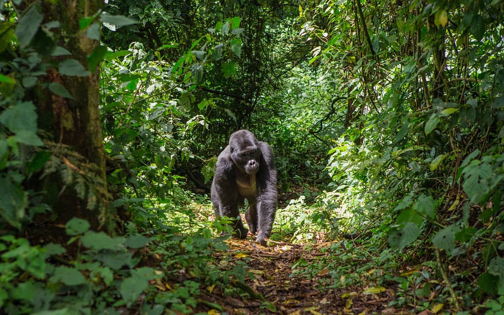 Wildlife Photographer Gets an Unbelievably Close View of a Gorilla That Gets Inches From the Camera