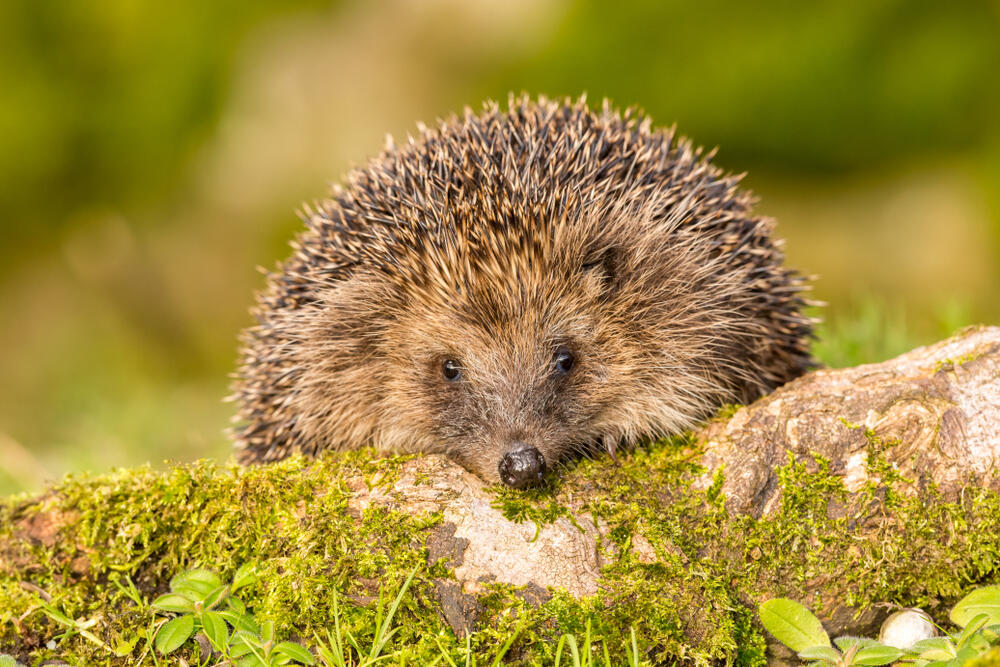 Using AI to Monitor Trackside Britain’s Wildlife | The Zoological Society of London