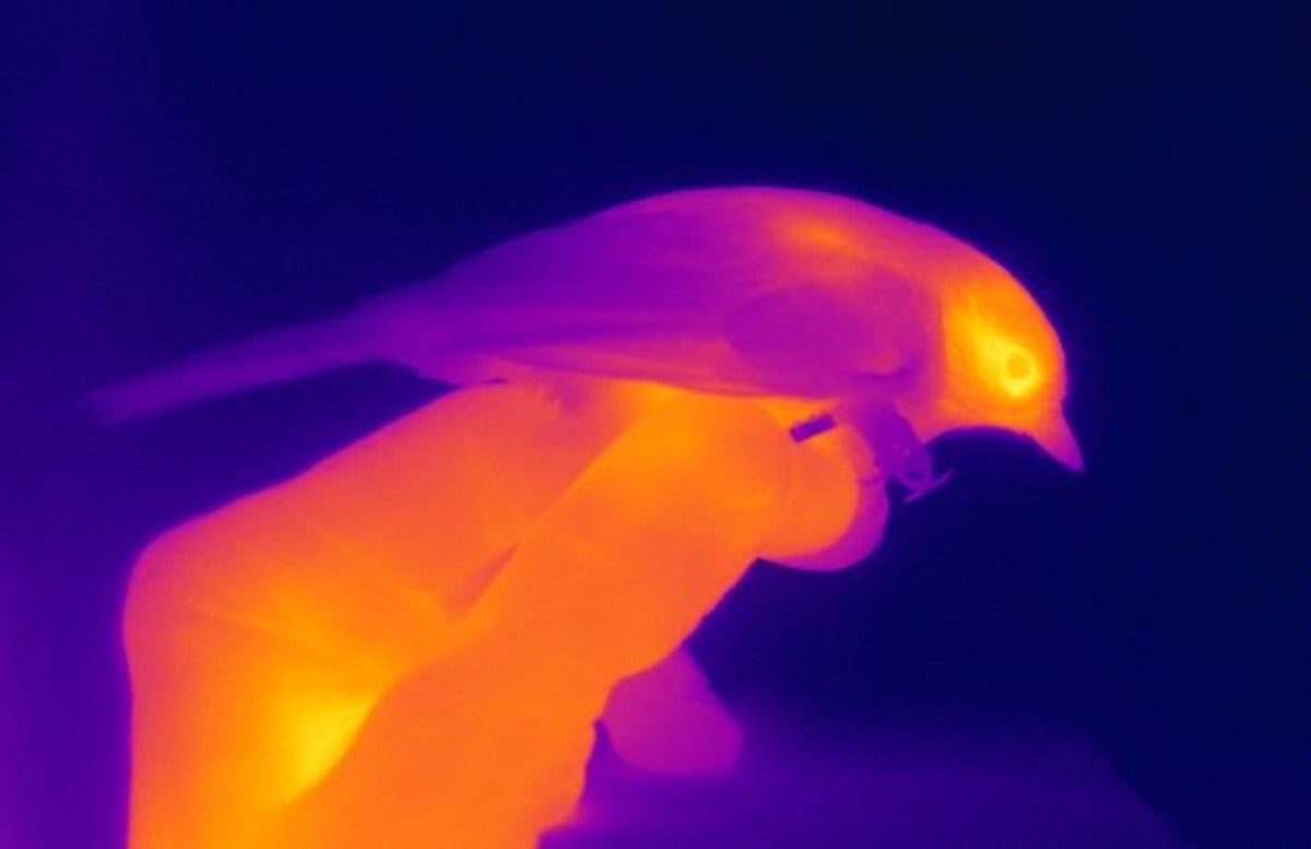 Thermal Imaging Is a Promising Tool to Measure Stress in Wild Animals