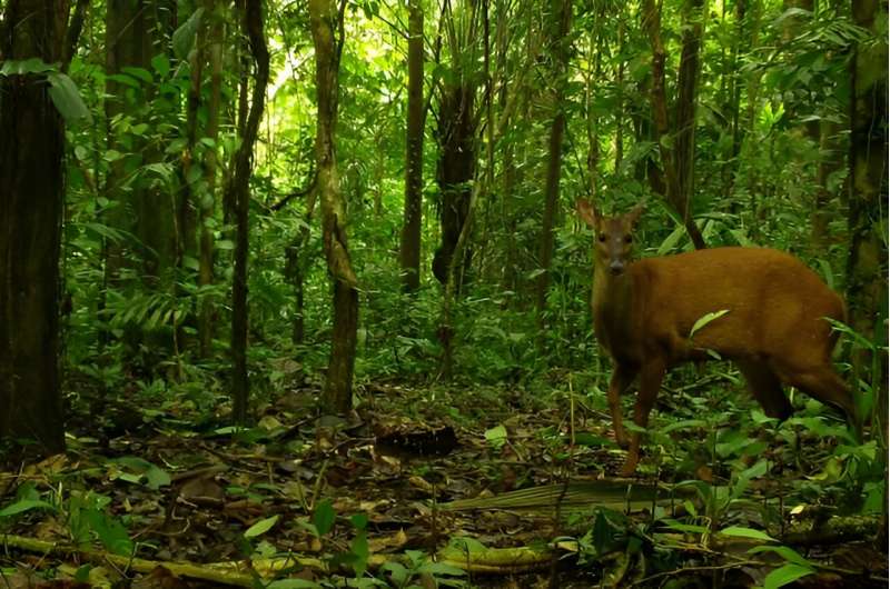 Subsistence poaching found to have little impact on biodiversity in the Amazon’s environmental protection areas