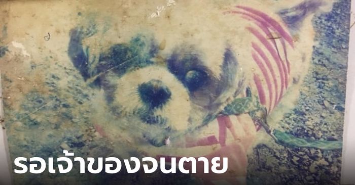 หมอเล่าเรื่องเศร้า หมาถูกทิ้งไว้คลินิก 2 ปี รอเจ้าของทุกวัน ก่อนจากไปแบบใจสลาย