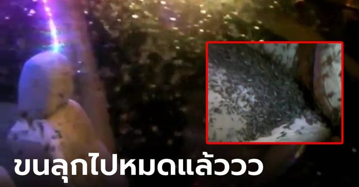 คลิปเตือนคนมีรถ หนุ่มลืมปิดประตู กลับมาอีกทีสะพรึง “ผู้โดยสาร” บินว่อนเป็นล้านตัว!