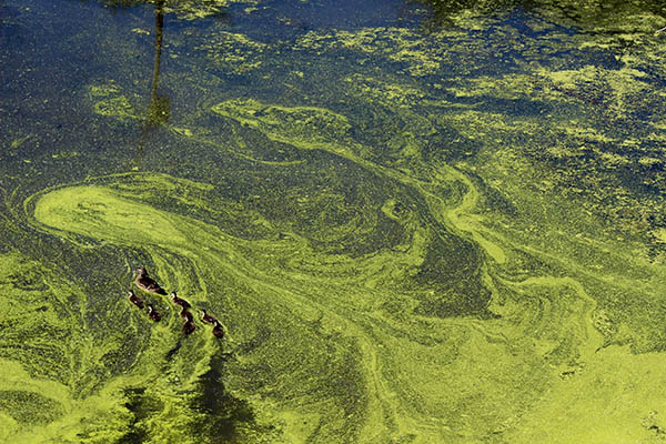 Artificial intelligence successfully predicts toxic algae in UK seafood