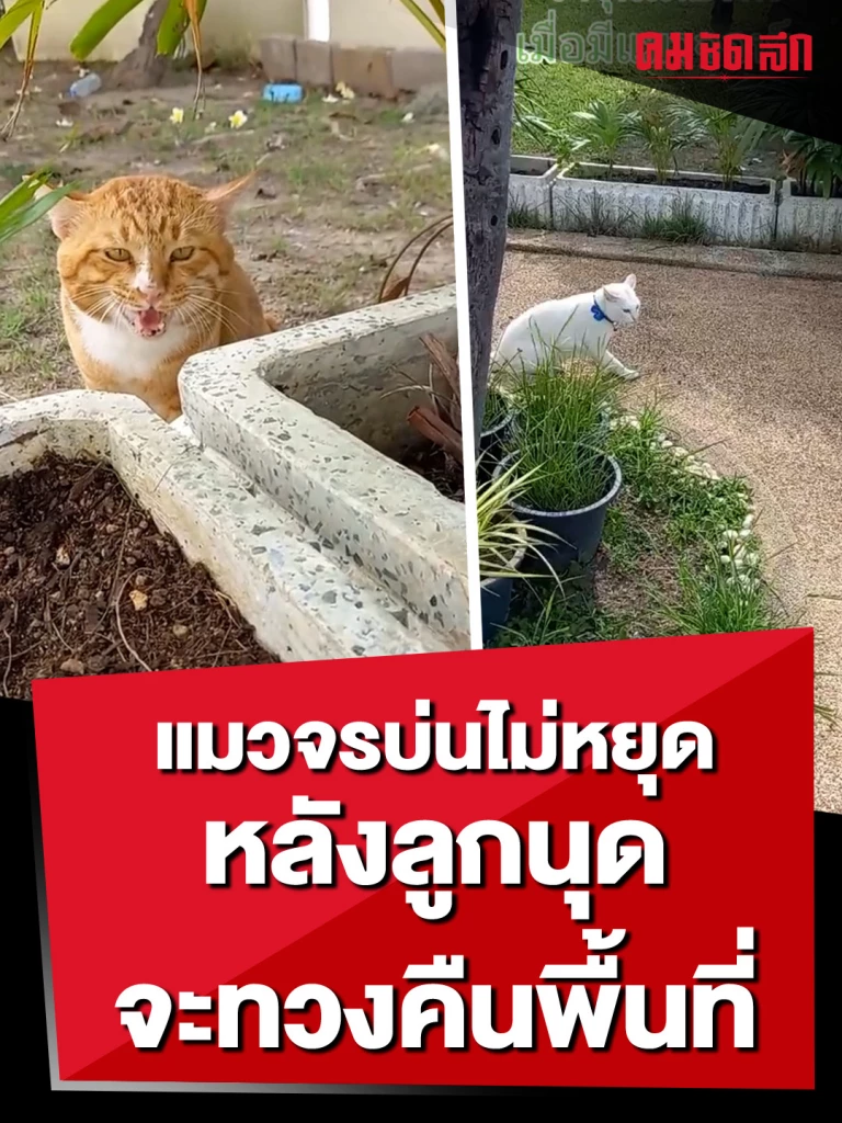 (คลิป) แมวจรบ่นไม่หยุด หลังลูกนุดจะทวงคืนพื้นที่