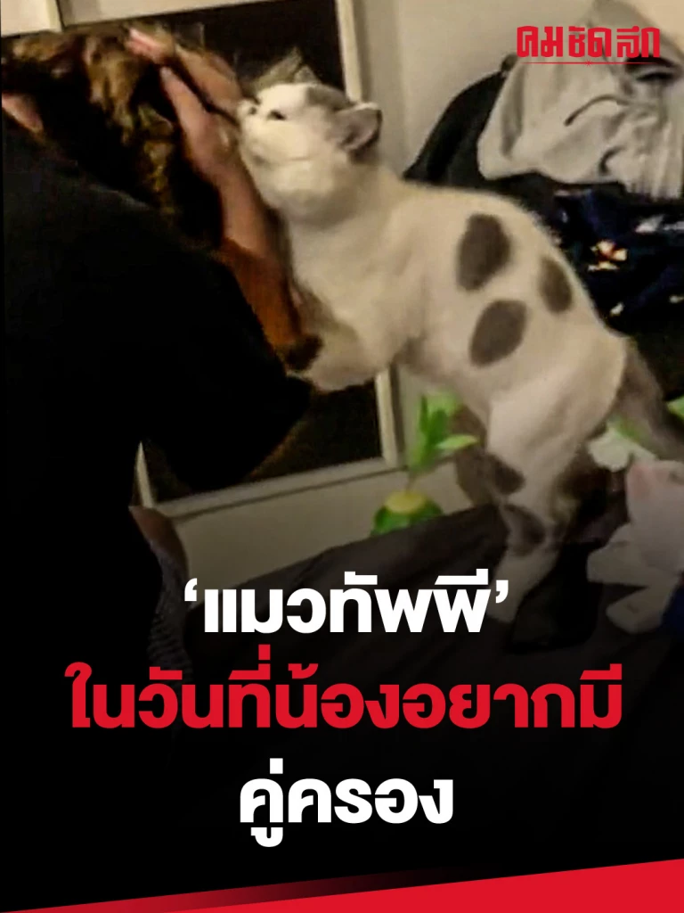 (คลิป) แมวทัพพี ในวันที่น้องอยากมีคู่ครอง