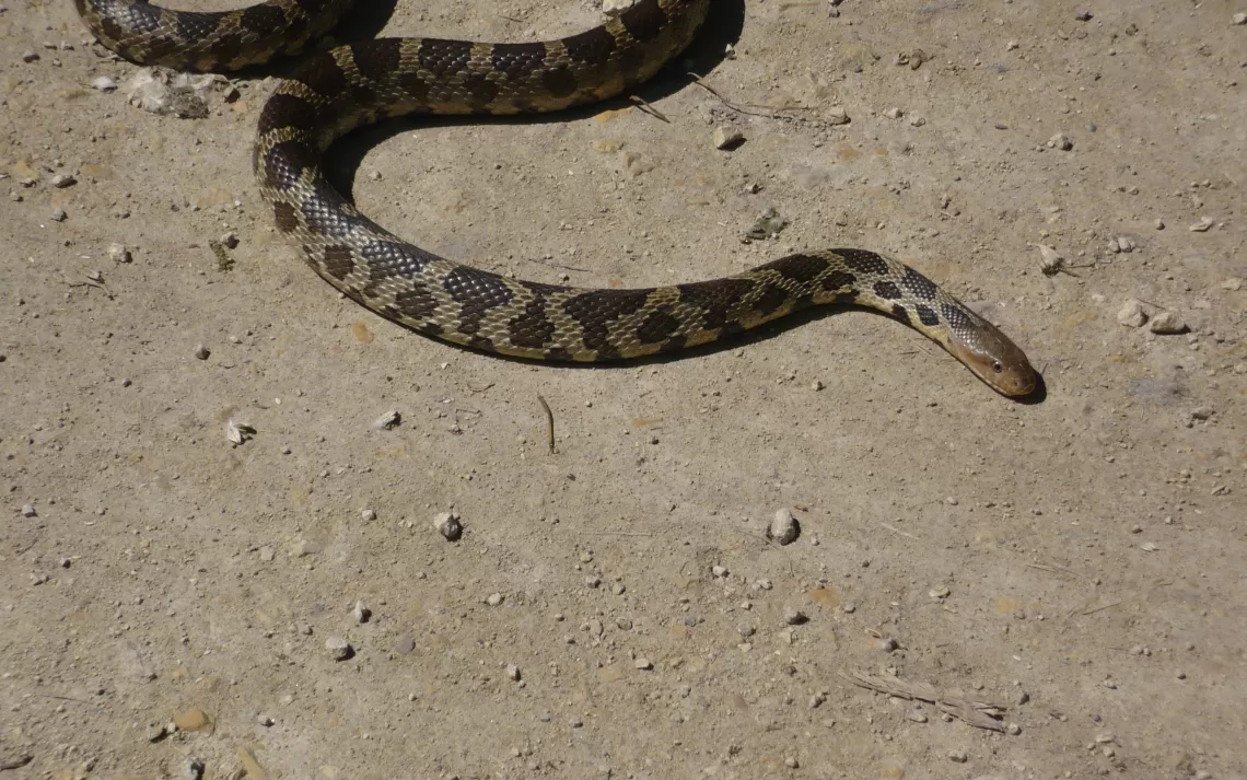 Wildlife crossings and roadkill