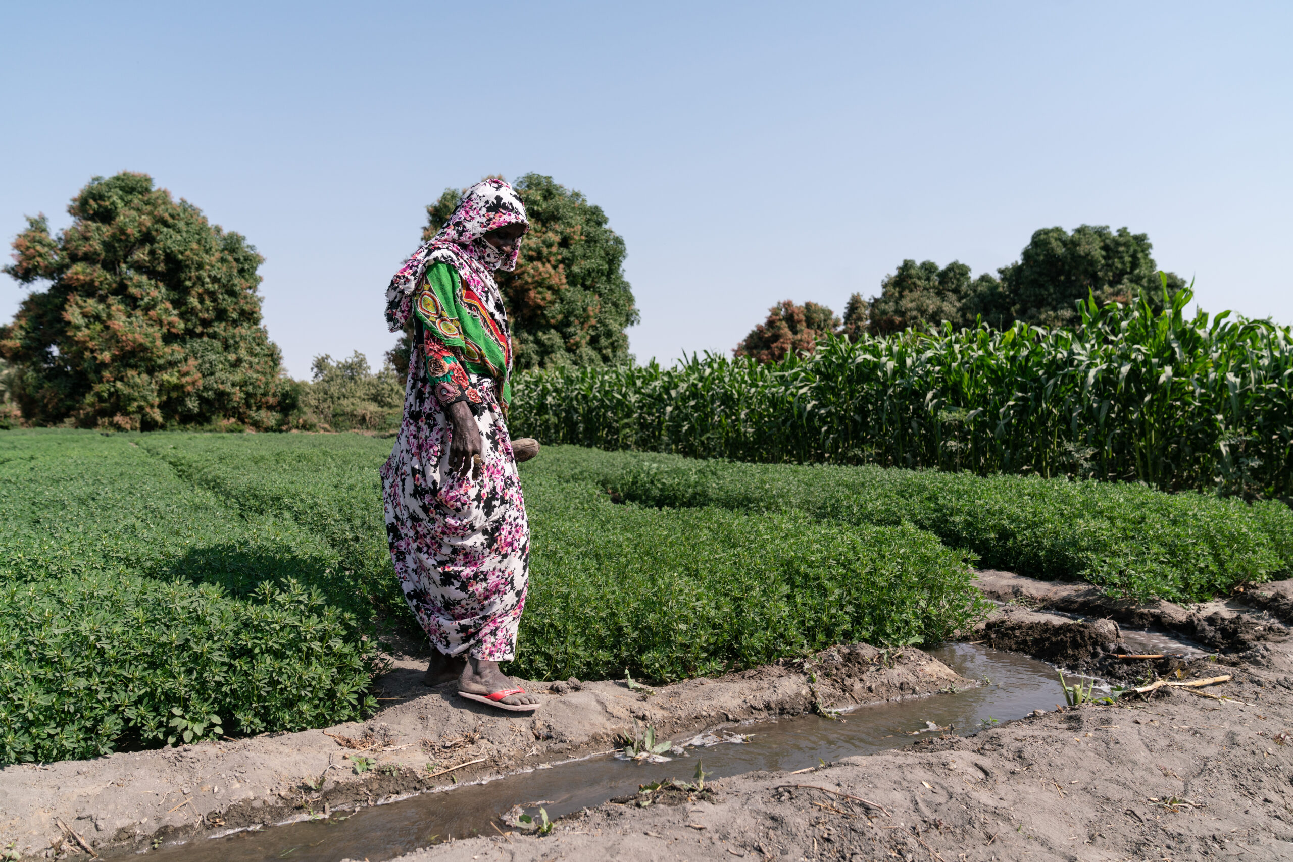 Why peace and localization are key to transforming food systems