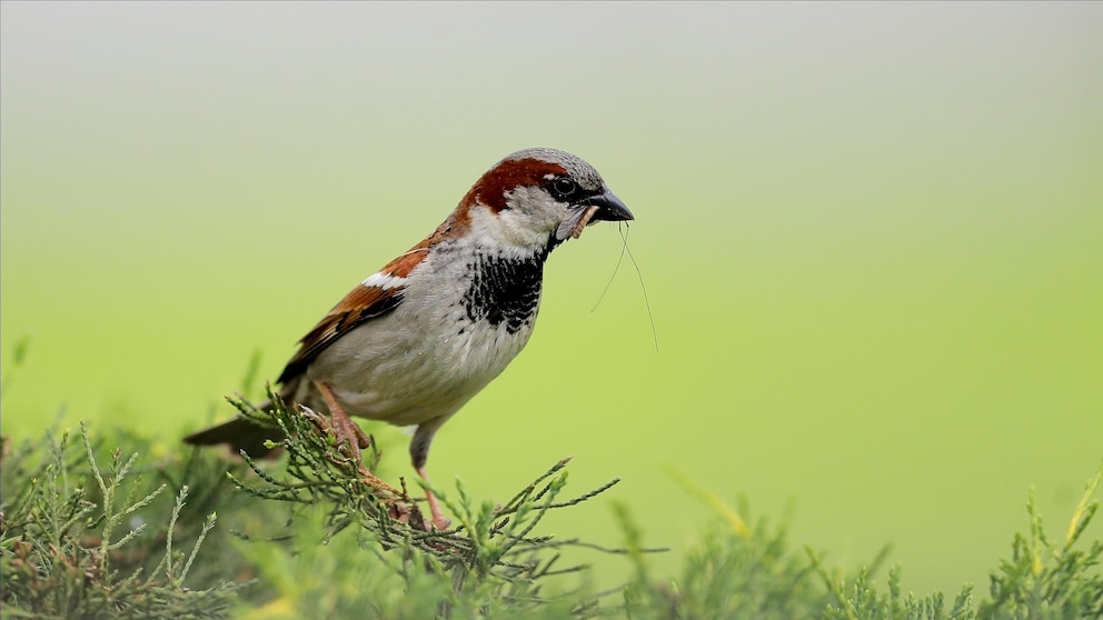 Birds nesting in agricultural lands more vulnerable to extreme heat, study finds