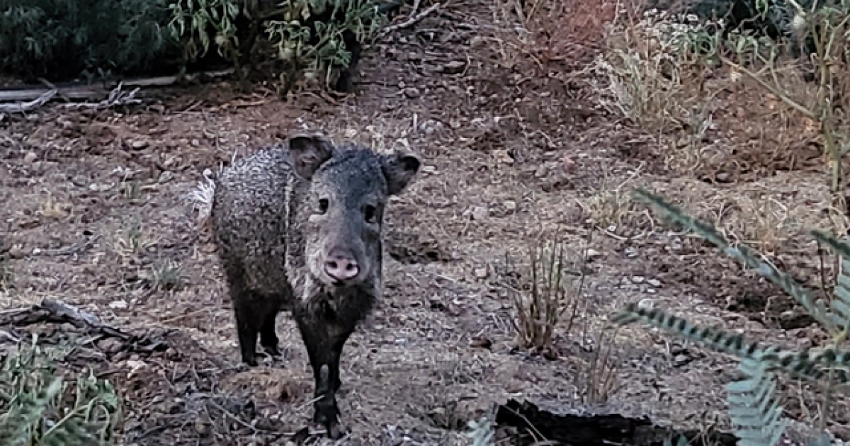 Two javelina bites reported this week in Midtown, Eastside Tucson says AZGFD