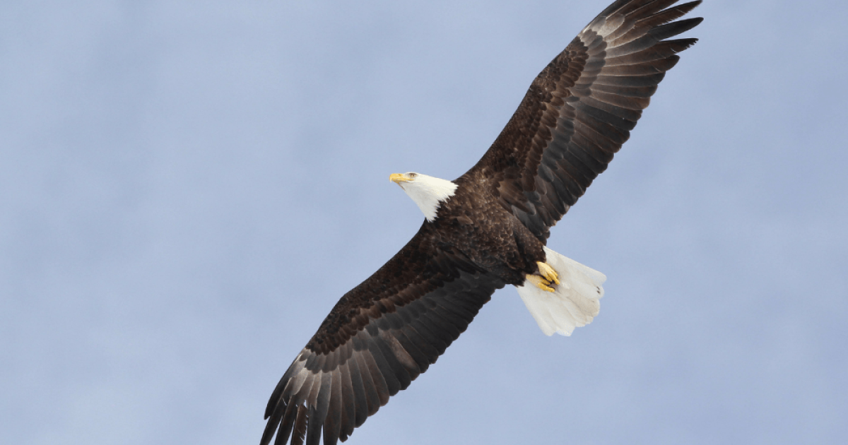 Pa. bill to increase fines for killing bald, golden eagles passes latest vote