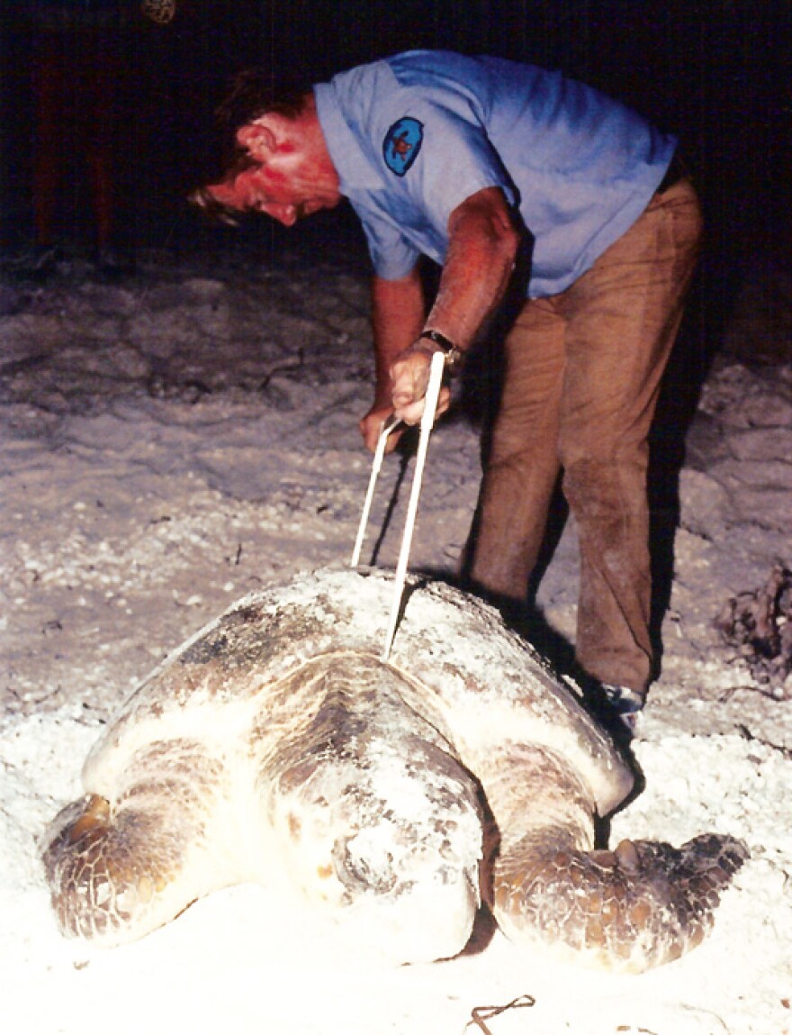 Hurricane? What hurricane? Record year for Loggerheads may link to past conservation efforts