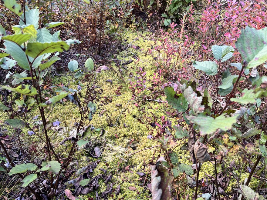 How a rare bog in Pennsylvania formed 13,000 years ago