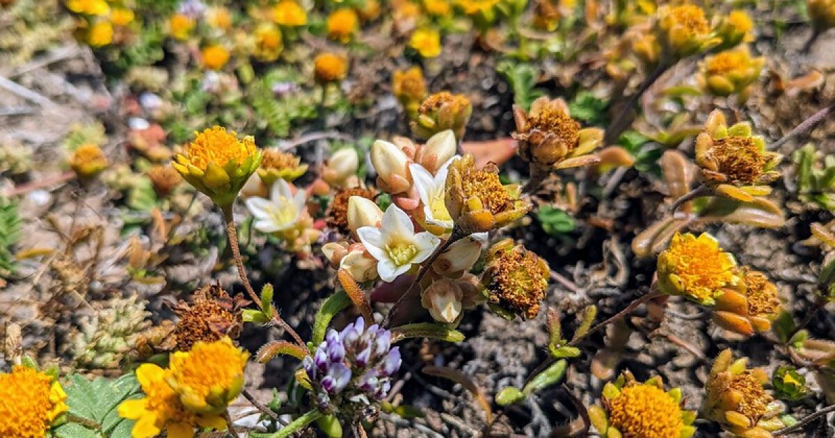 Rare plant from Santa Cruz Island saved by conservation efforts