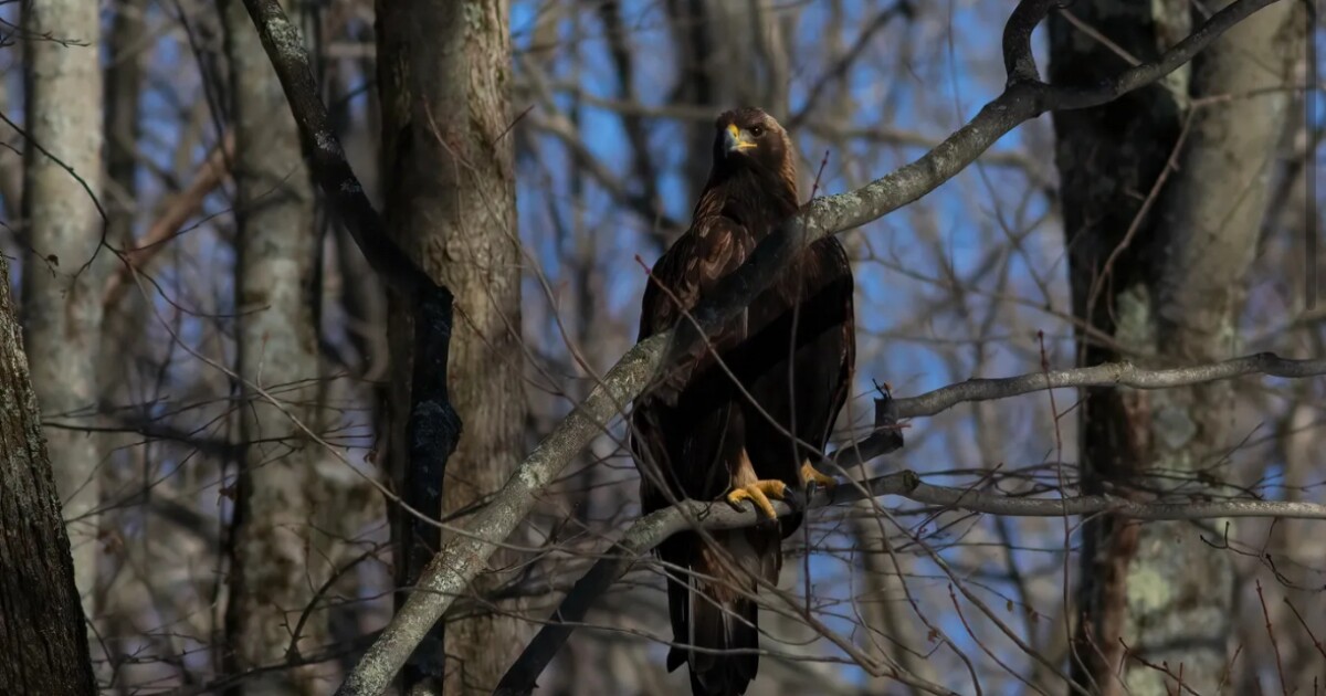 Golden eagles that winter in Ky. are part of a new conservation plan