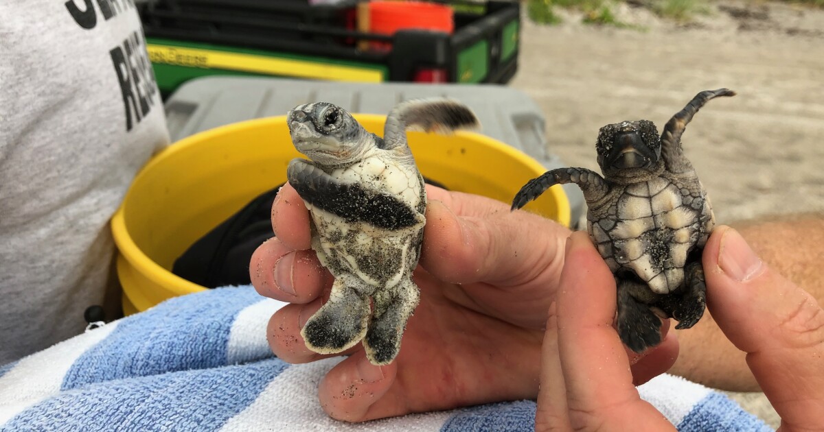 Sea turtle nests break records on U.S. beaches as climate change threatens their survival