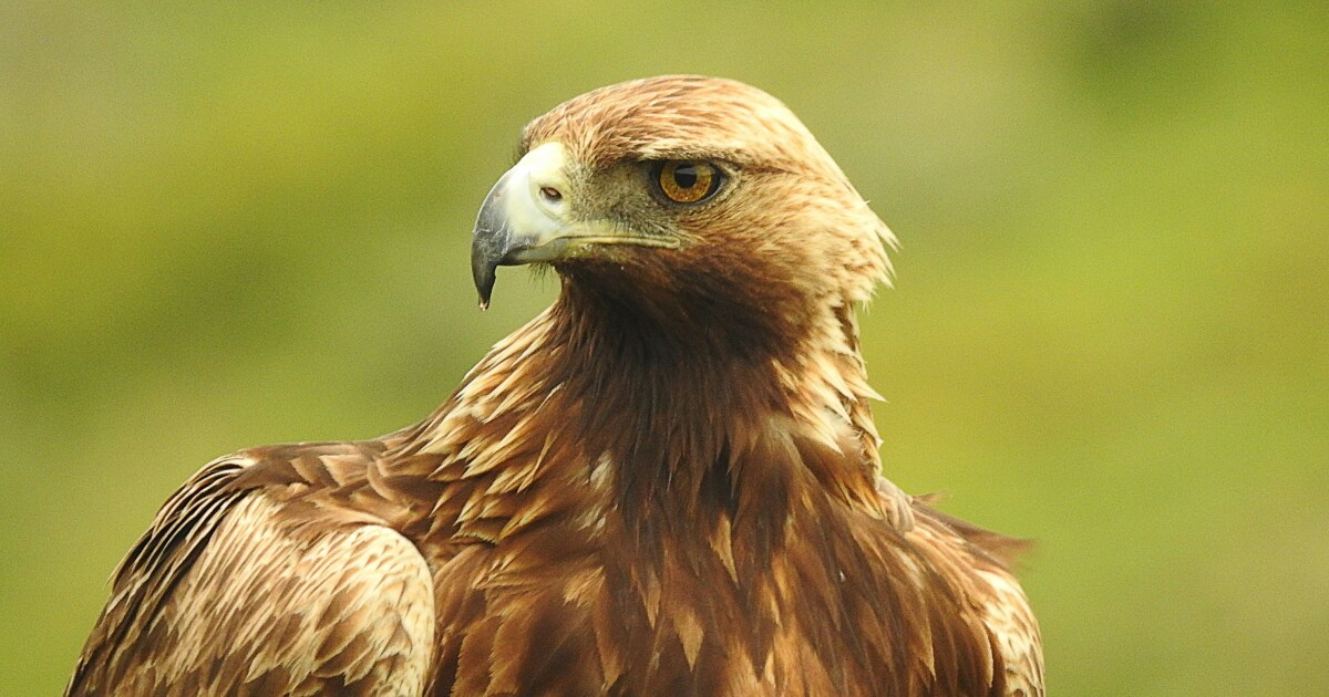 New conservation plan aims to protect golden eagles in eastern North America