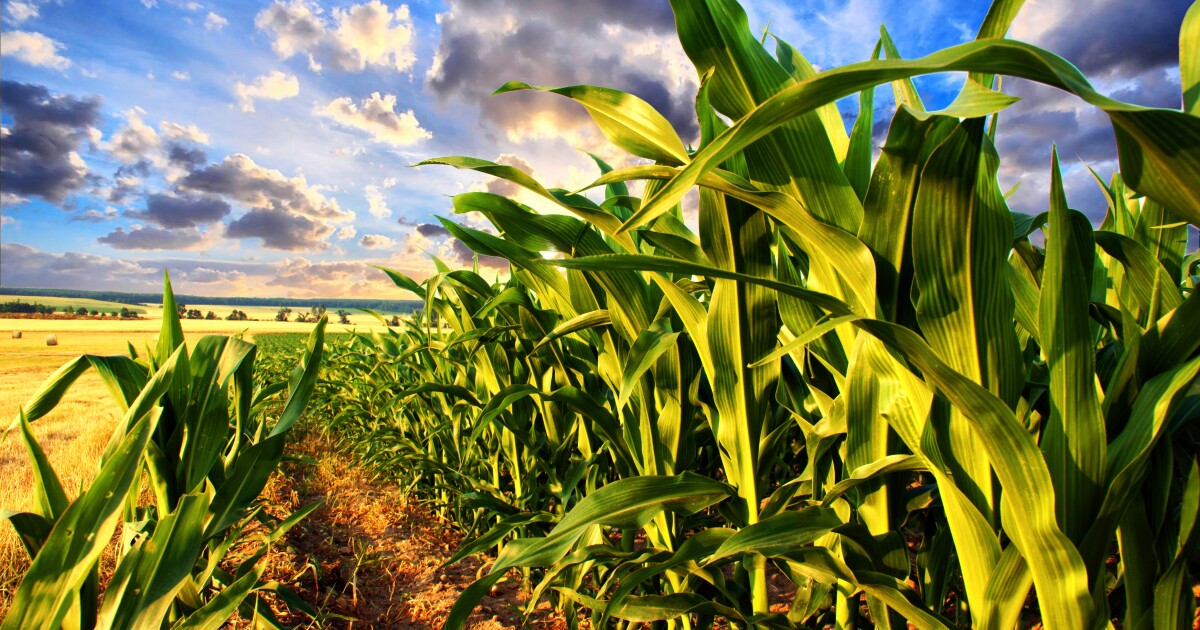 Natural superhero fungi boosts crop yields by 40%