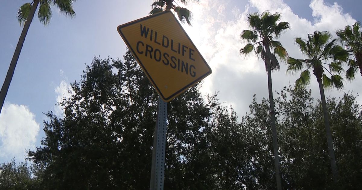 Hillsborough County woman fights for wildlife crossing signs to protect sandhill cranes