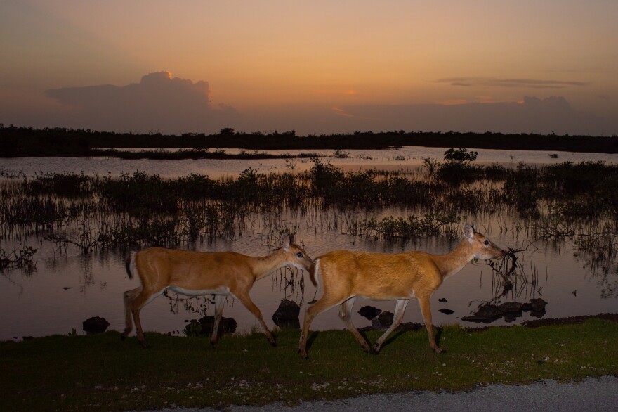 A tiny deer and rising seas: How far should people go to save an endangered species?