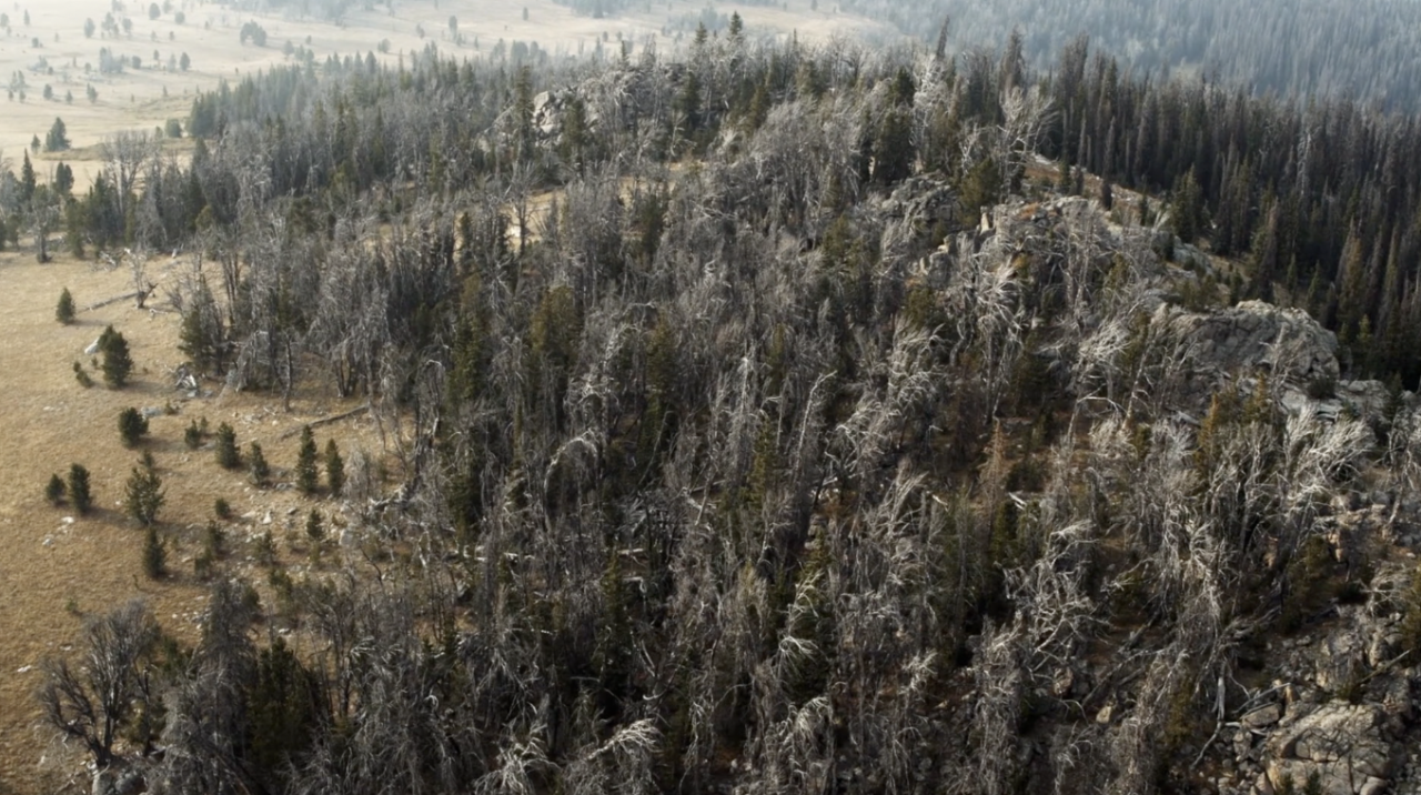 Saving an ecosystem: How conservationists are protecting Whitebark Pine trees in Yellowstone National Park