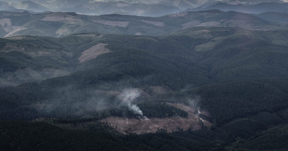 Conservationists ask Gov. Kotek to preserve more of Western state forests as landmark plan stalls