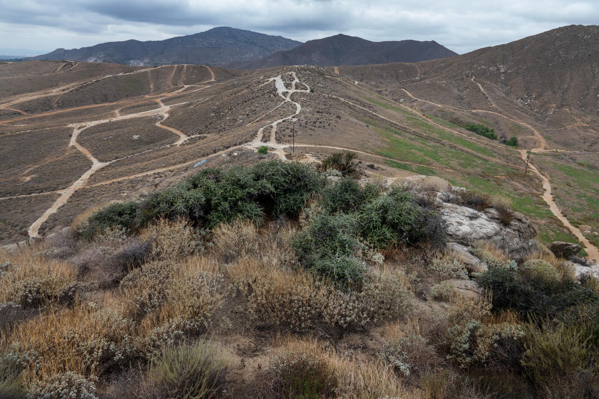 Ancient California tree may be threatened by proposed Riverside County development