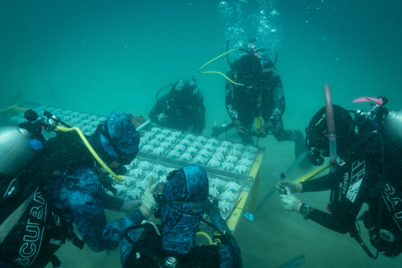 L’Oréal, Great Barrier Reef Foundation Launch Global Coral Restoration